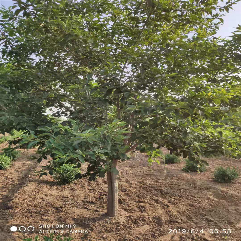 櫻花樹圖片/櫻花樹樣板圖 (1)