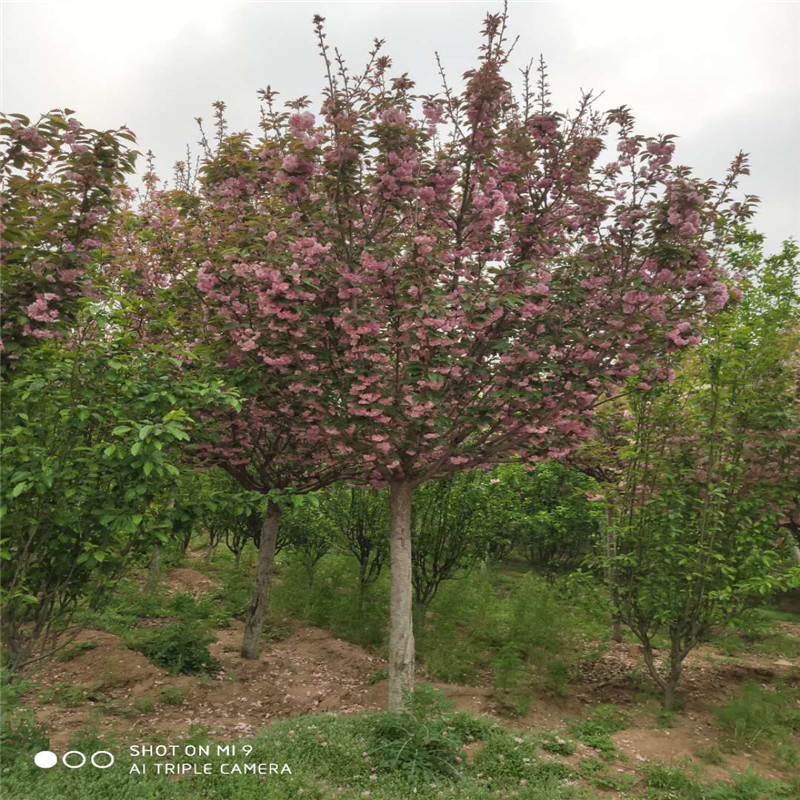 櫻花樹圖片/櫻花樹樣板圖 (2)