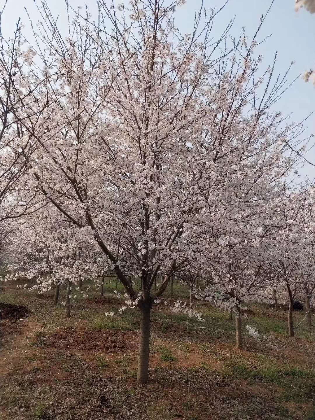 自产自销樱花树