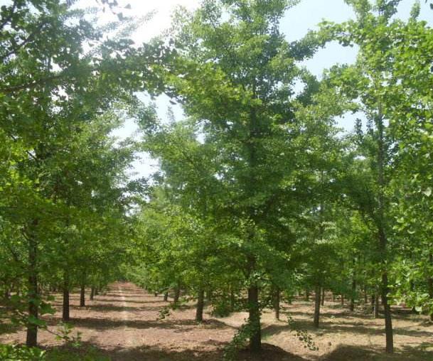 山东厂家直销种植银杏树苗基地热线电话图片