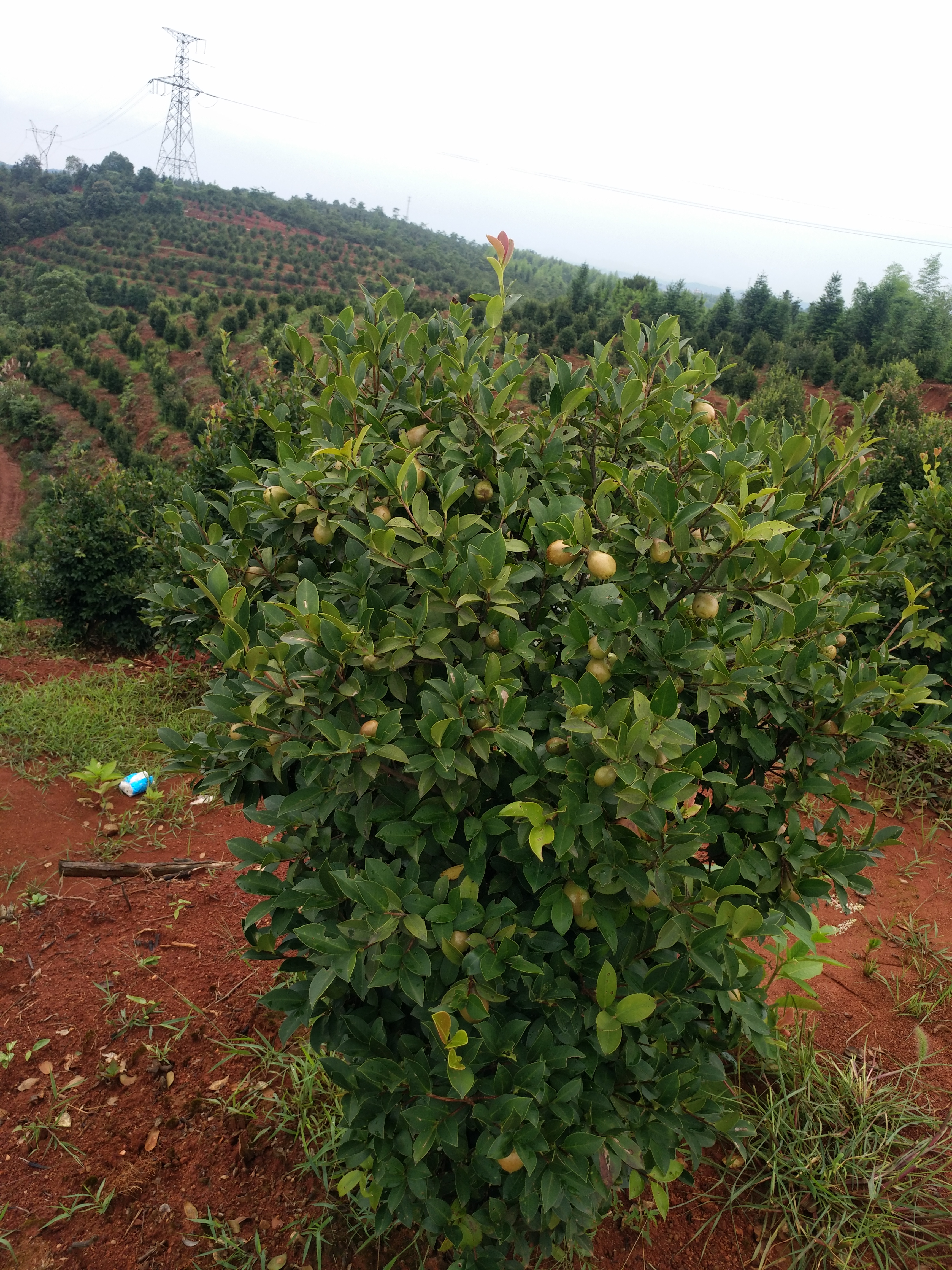 二年油茶苗种植基地高产油茶苗 二年油茶苗 油茶苗种植基地 二年油茶苗种植基地