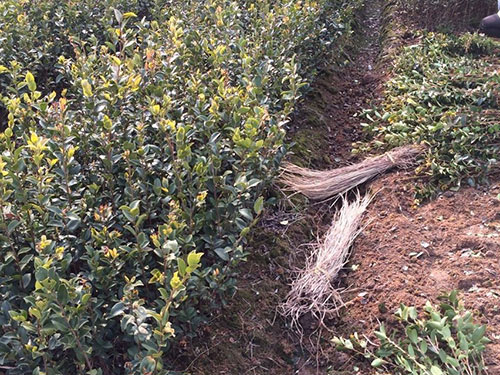 株洲市二年油茶苗种植基地厂家