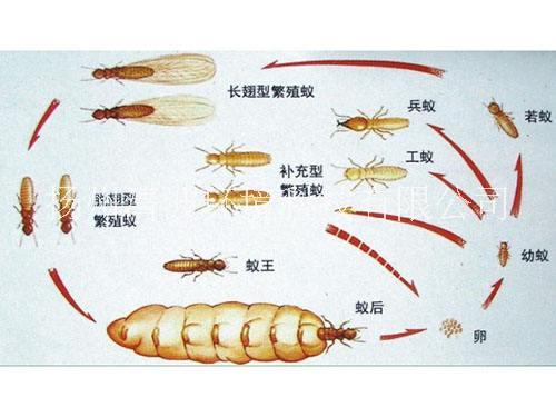 泰州 镇江 扬州 灭白蚁公司泰州 镇江 扬州 灭白蚁公司 防白蚁公司 杀白蚁公司 除白蚁公司 白蚁防治中心 白蚁施工 白蚁消杀 服务公司