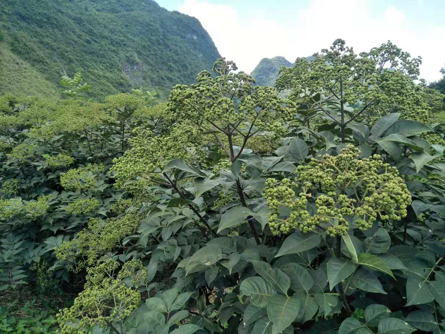 广东中花吴茱萸苗批发基地  萸苗价格  吴茱萸苗批发市场