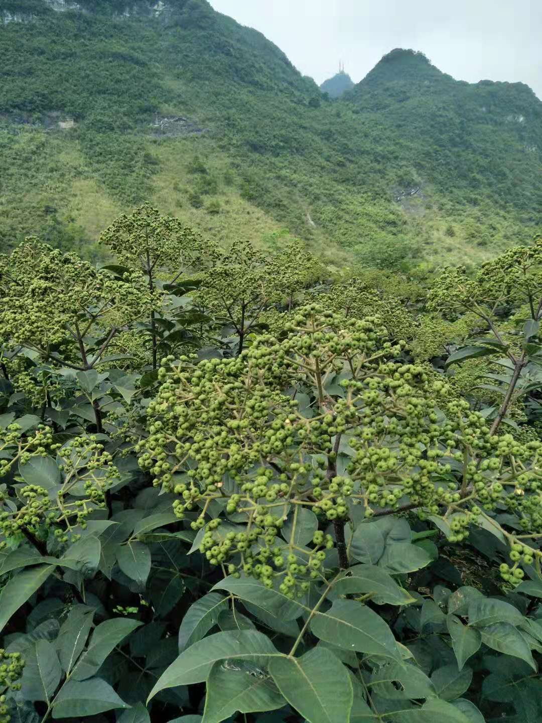 佛山吴茱萸苗种植 萸苗批发 种苗培育图片