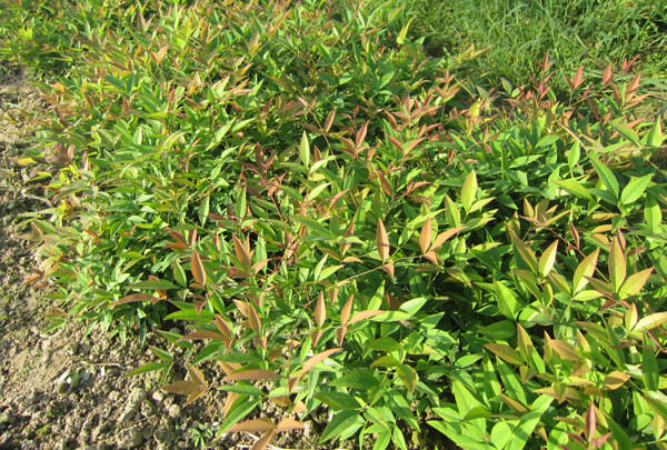 江苏溧阳南天竺.春夏种植基地图片