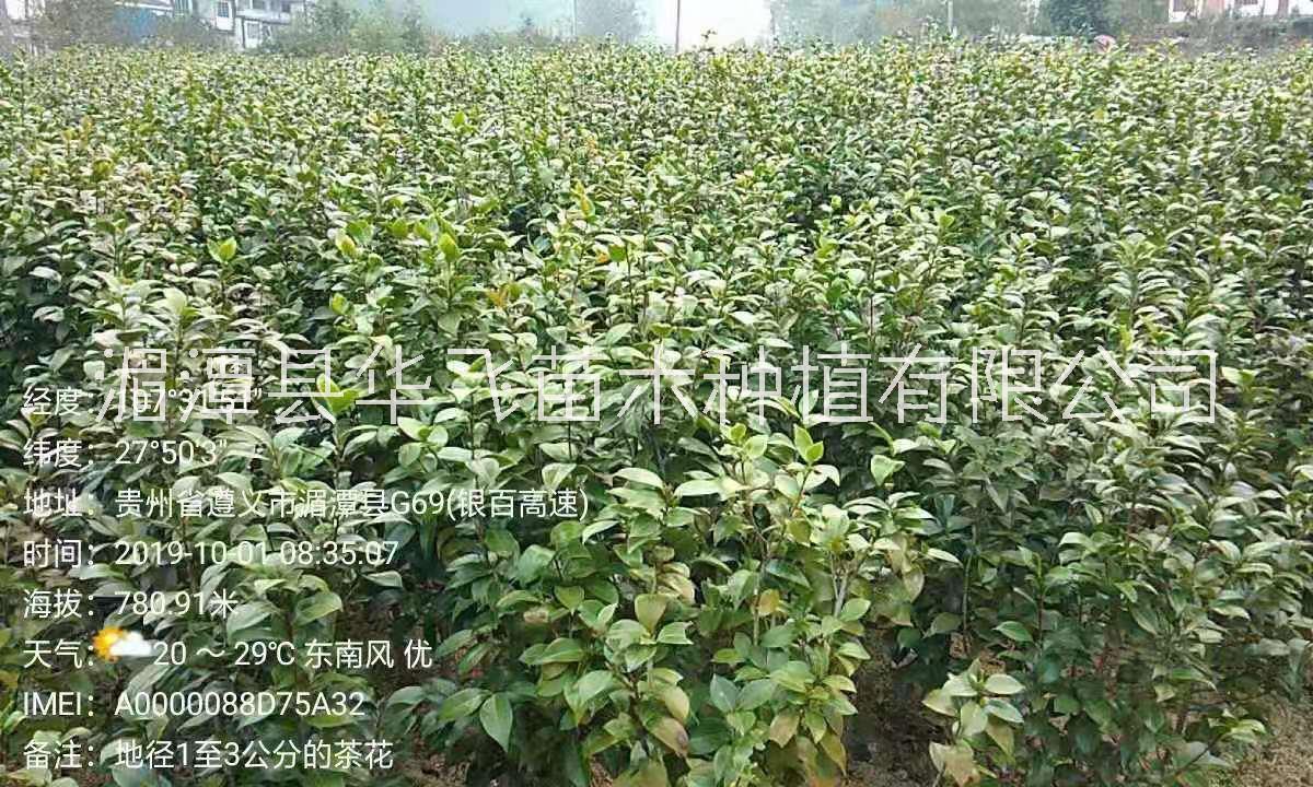 贵州茶花优质种植基地供应批发报价电话图片