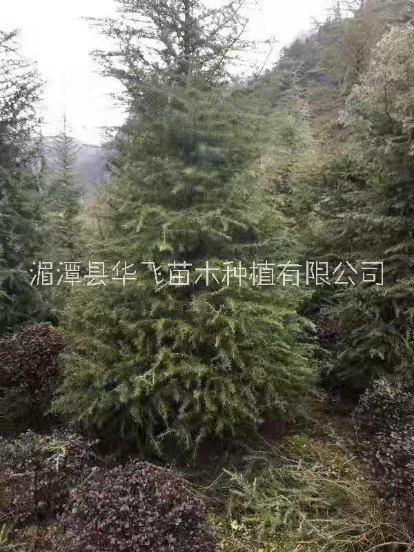 20公分雪松价格-种植技术-批发-苗圃电话图片