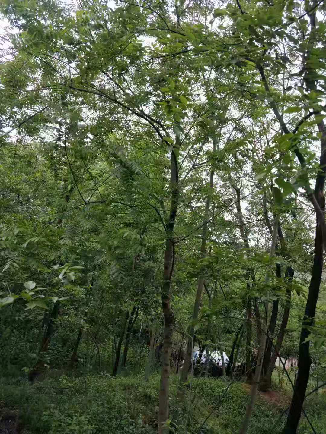 江苏南京桂花基地_江苏南京桂花批发_【江苏南京桂花价格】图片