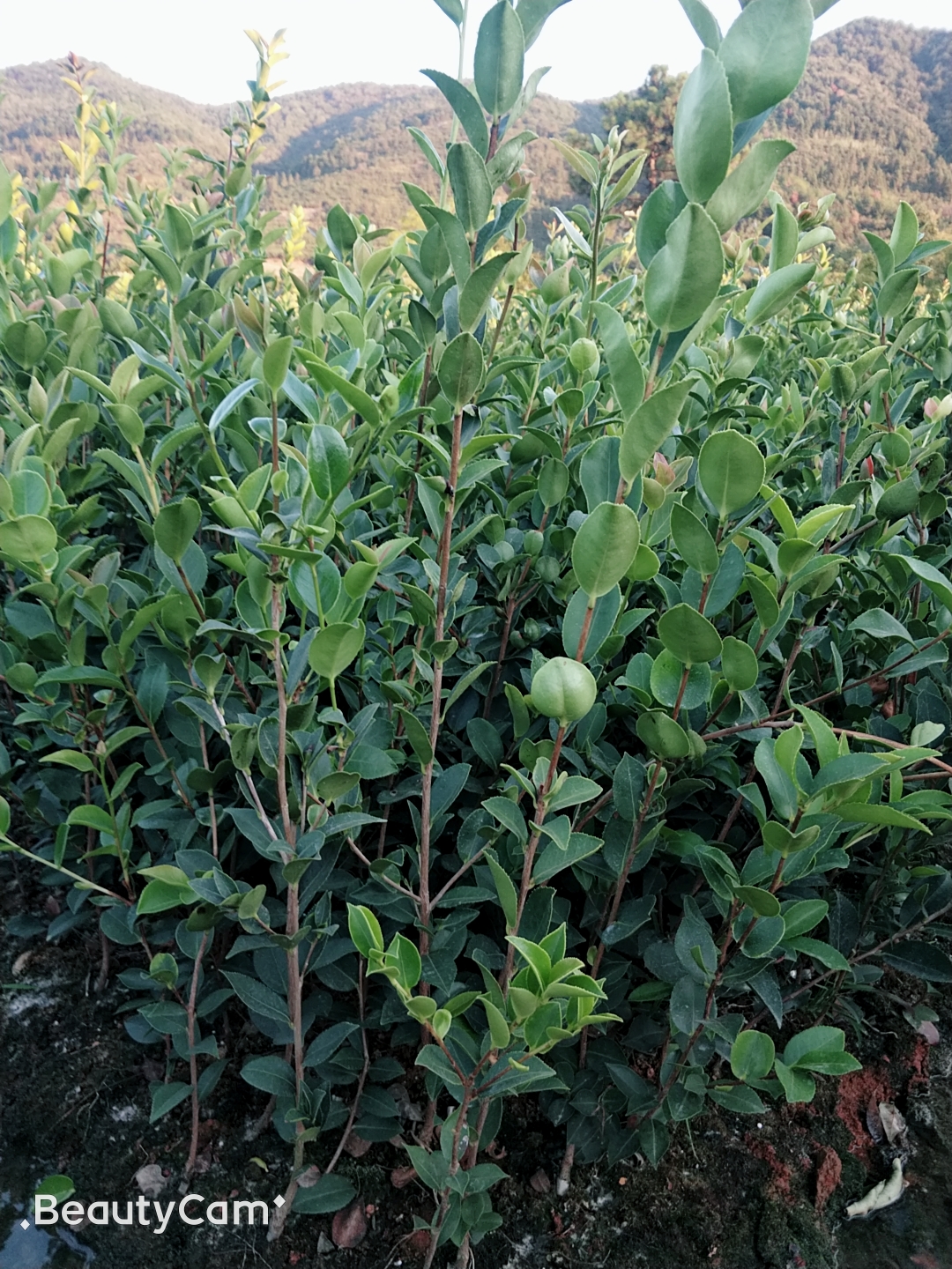 油茶苗长林系列高产油茶苗