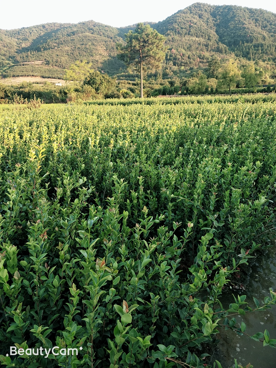 油茶苗高产油茶苗