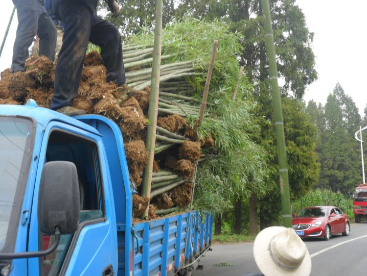 湖北咸宁赤壁竹种竹苗厂家_湖北咸宁赤壁竹种竹苗厂家价格_【赤壁市亚山楠竹经营部】