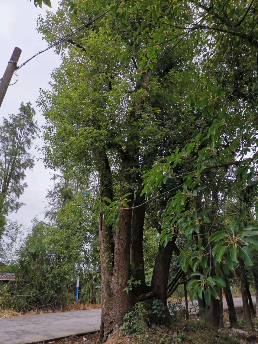 温州市香樟厂家香樟树价格对比