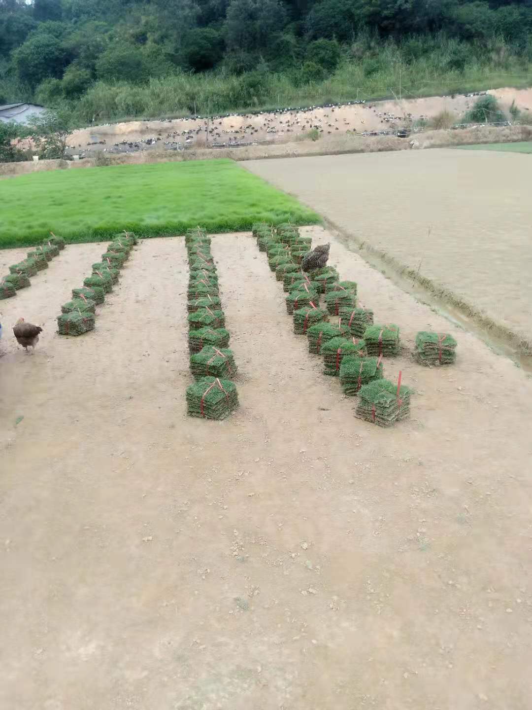 草皮種植圖片/草皮種植樣板圖 (4)