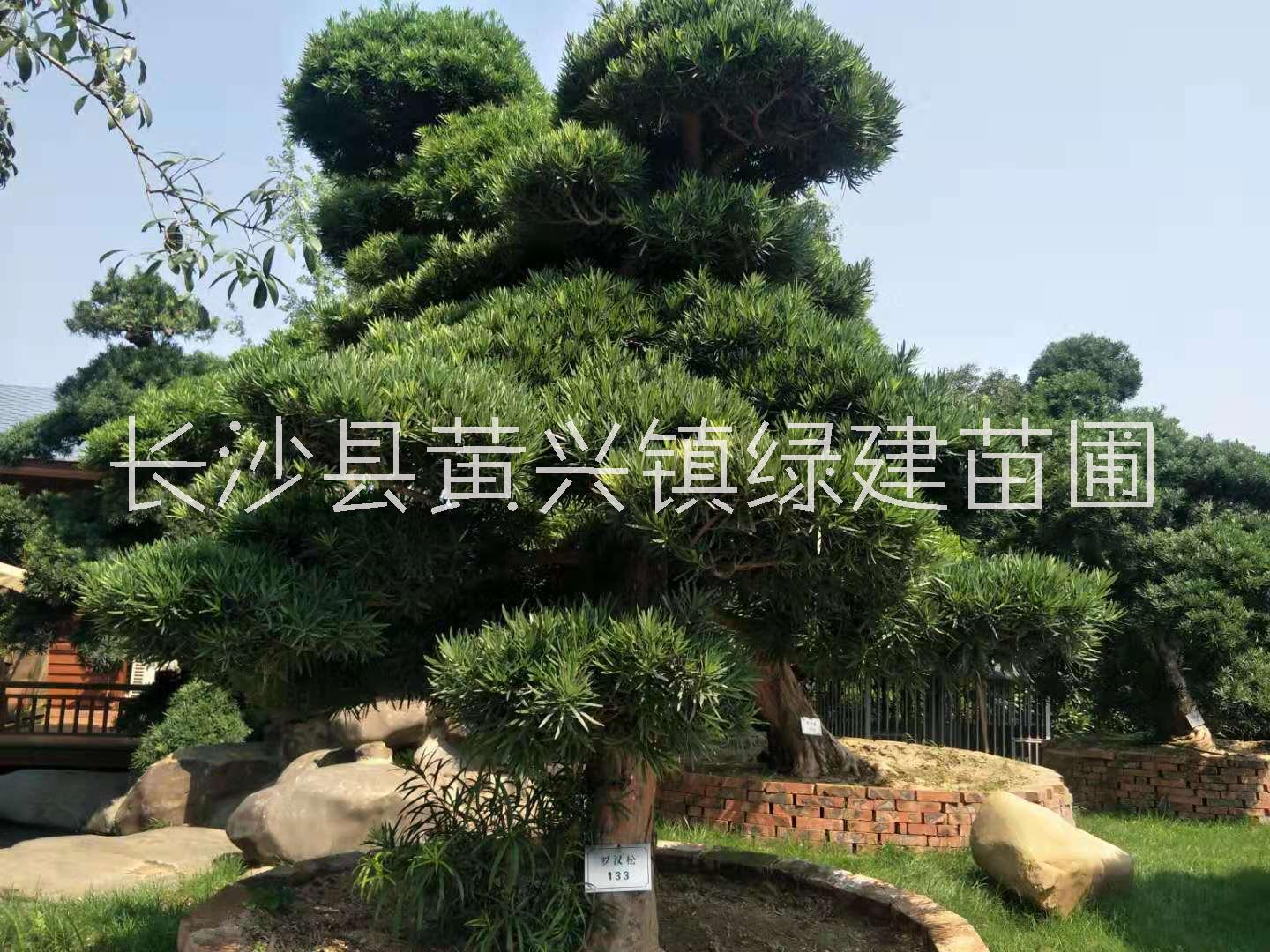 毕节市造型罗汉松批发价，毕节专业栽培造型罗汉松种植基地，毕节市哪里有造型罗汉松订购图片