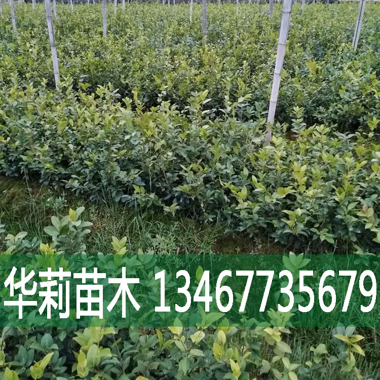 山茶油厂家/价格/批发  大量出售，欢迎订购图片