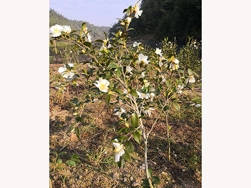 云南油茶大树苗基地-云南油茶大树苗批发价格-【攸县新兰苗木培育专业合作社】图片