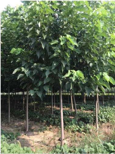 河南梓樹小苗圖片