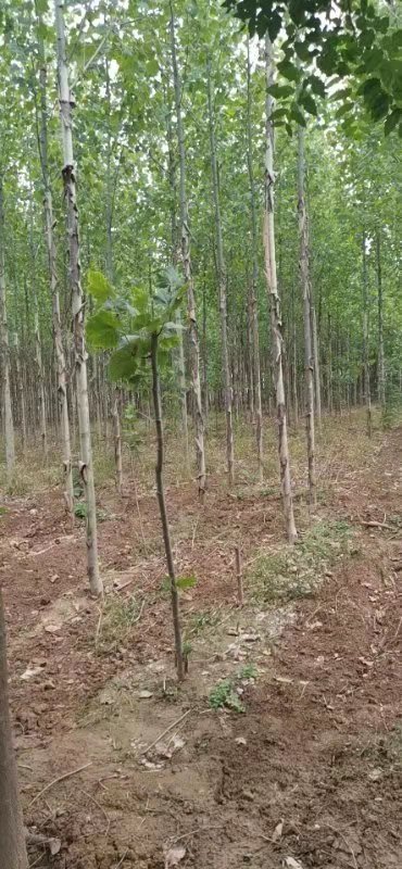 山西省法桐价格 果苗种植技术 批发 大量供应法国梧桐 运城苗圃基地图片