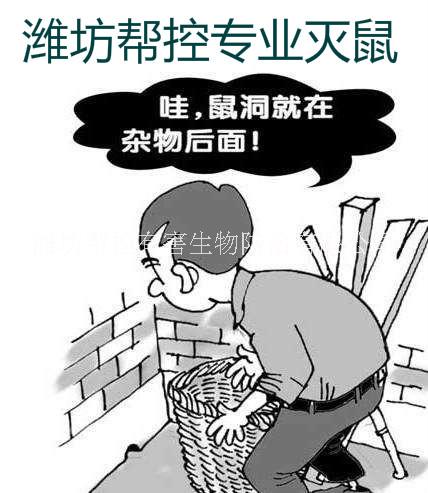 潍坊专业灭老鼠灭蟑螂公司 灭老鼠服务