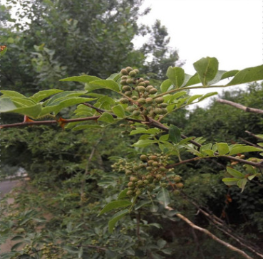 花椒苗价格供应图片