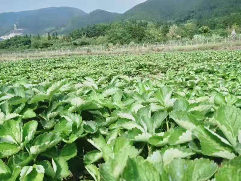 广西柳州奶油草莓苗种植，广西柳州奶油草莓苗批发，广西柳州奶油草莓苗价格图片