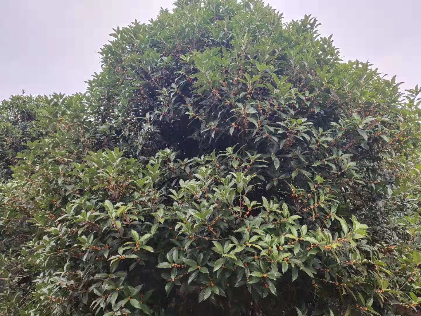 桂花樹圖片/桂花樹樣板圖 (3)