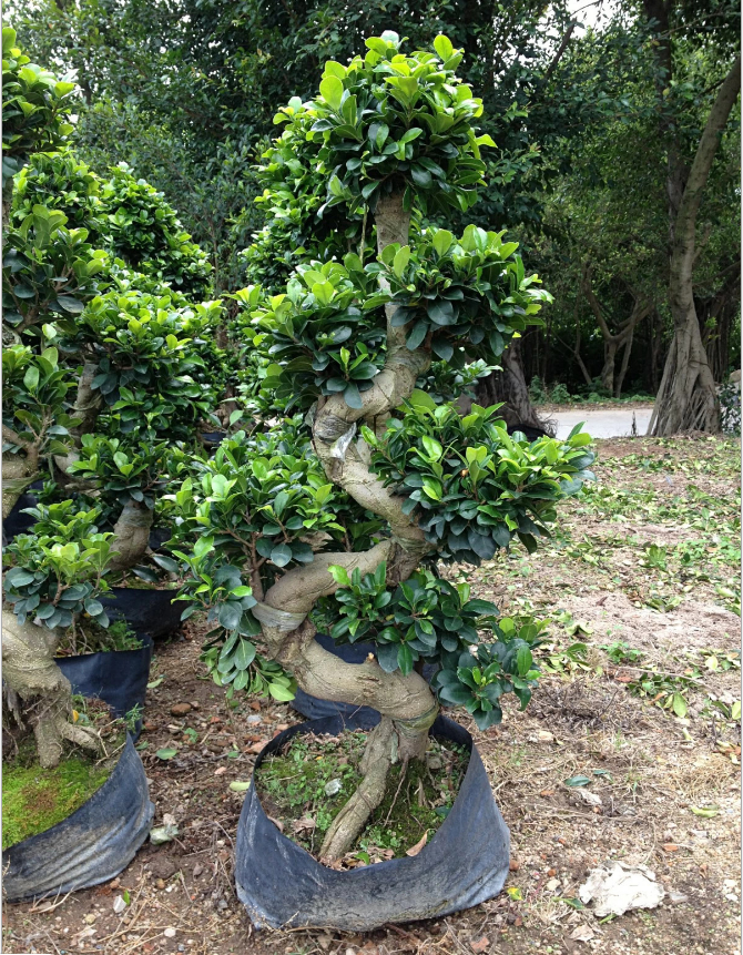 榕樹圖片