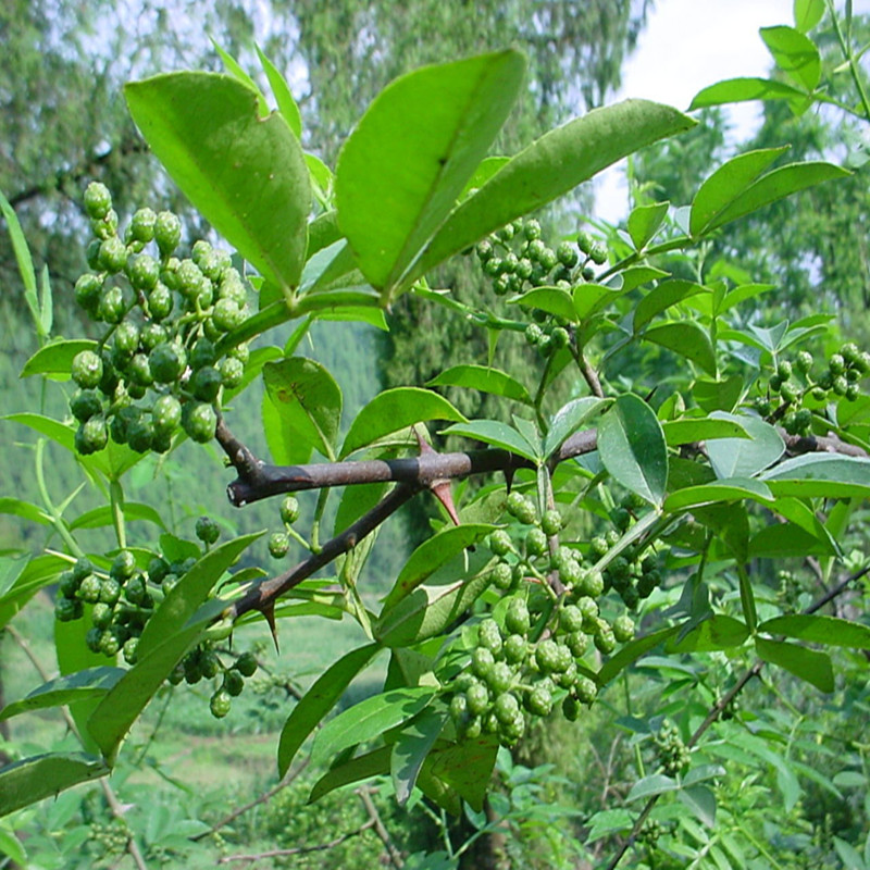 现货供应各种花椒苗 根系易成活 基地批发 花椒树苗图片