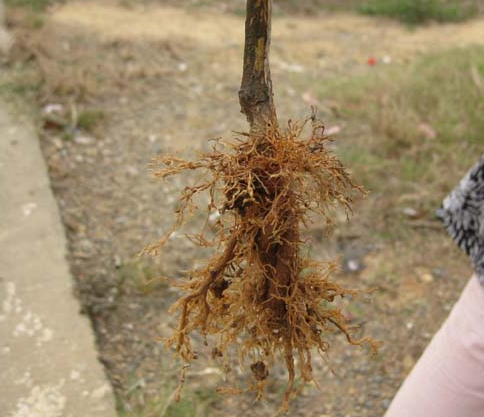 种植二年的高产油茶 油茶报价 油茶批发 油茶供应商 油茶生产厂家图片