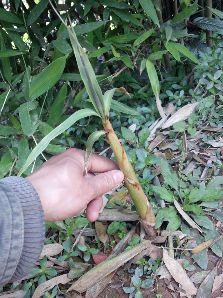 央视远方的家同款宜宾特产苦竹笋苗苦笋苗苦竹苗,食用经济竹图片