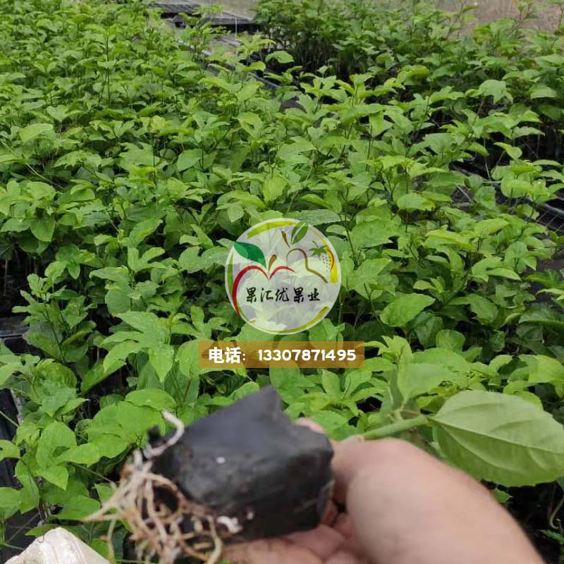 百香果圖片/百香果樣板圖 (3)