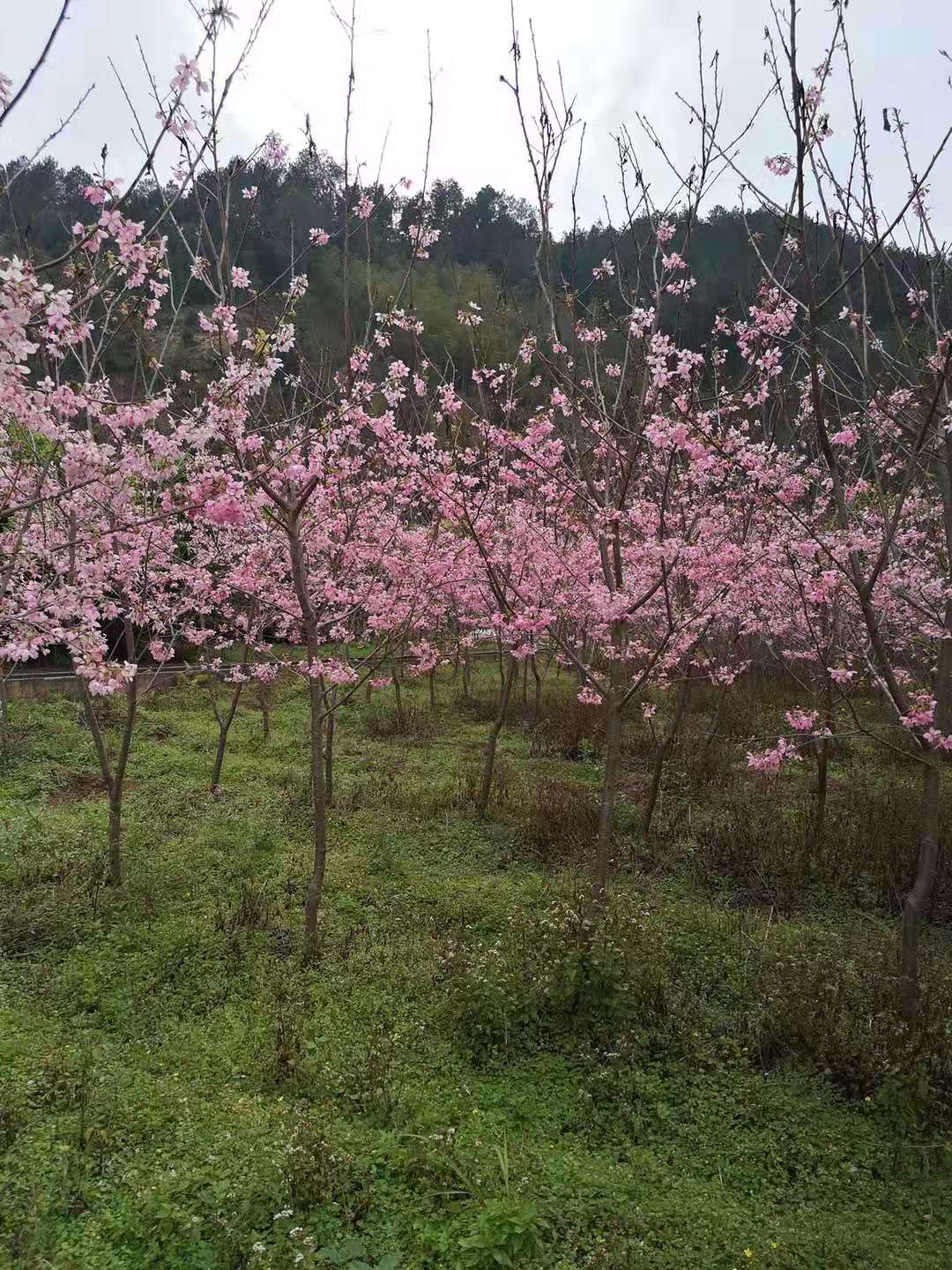 沈阳红粉佳人樱花图片