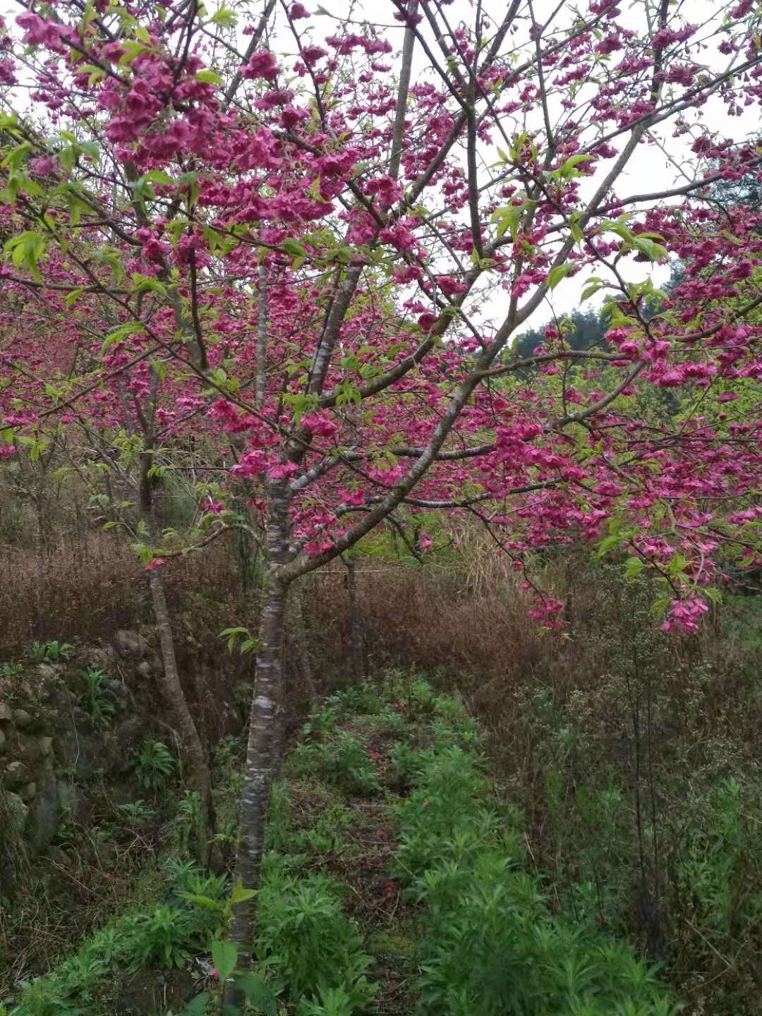 广西台湾牡丹樱花、种植、基地、批发【福建三明牡丹樱花专业种植】