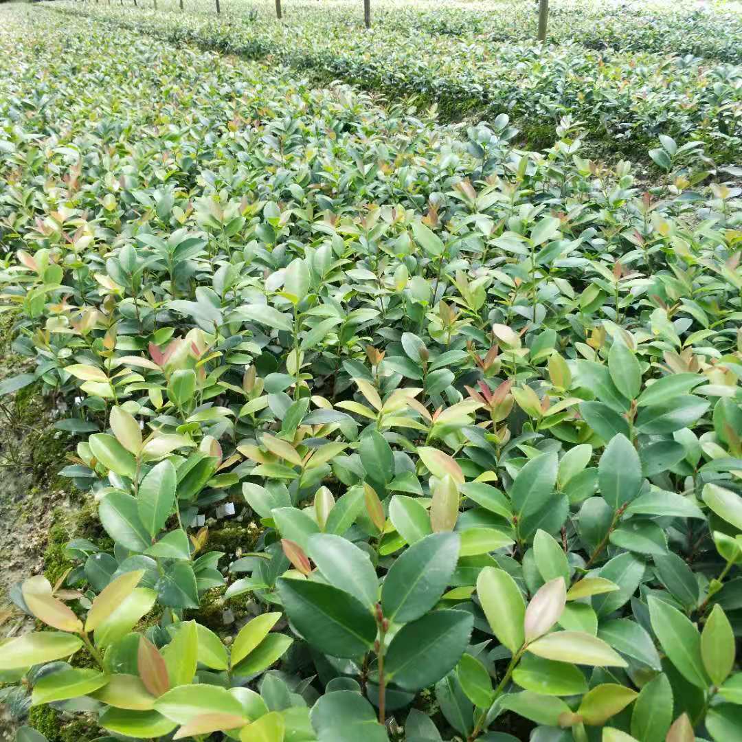 貴州油茶苗基地價(jià)格-熱銷(xiāo)-電話(huà)【攸縣勇財(cái)苗木專(zhuān)業(yè)合作社 】
