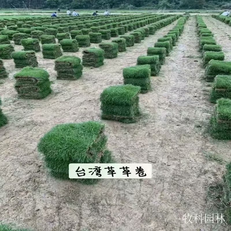 湖南郴州马尼拉草皮 马尼拉草皮规格