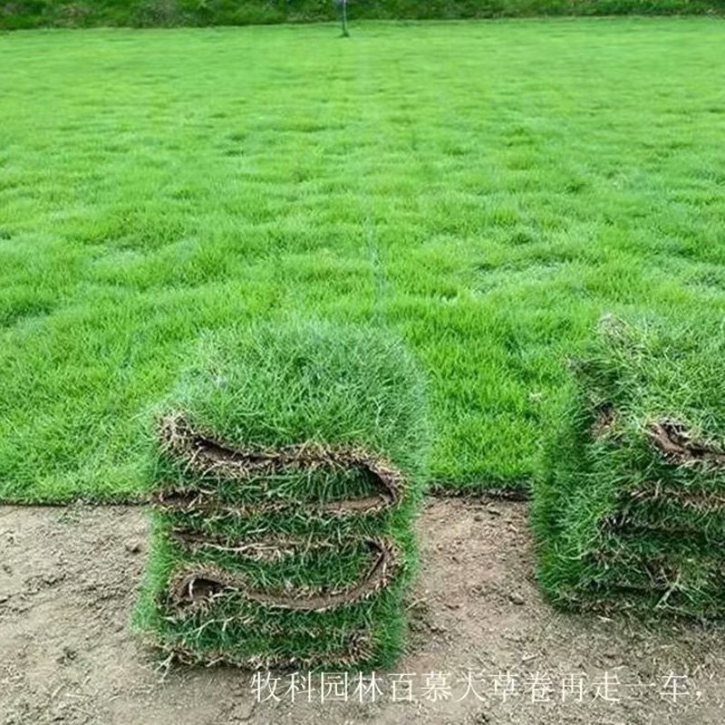 永州市湖南马尼拉草皮价格厂家湖南马尼拉草皮价格  湖南马尼拉草皮批发价格