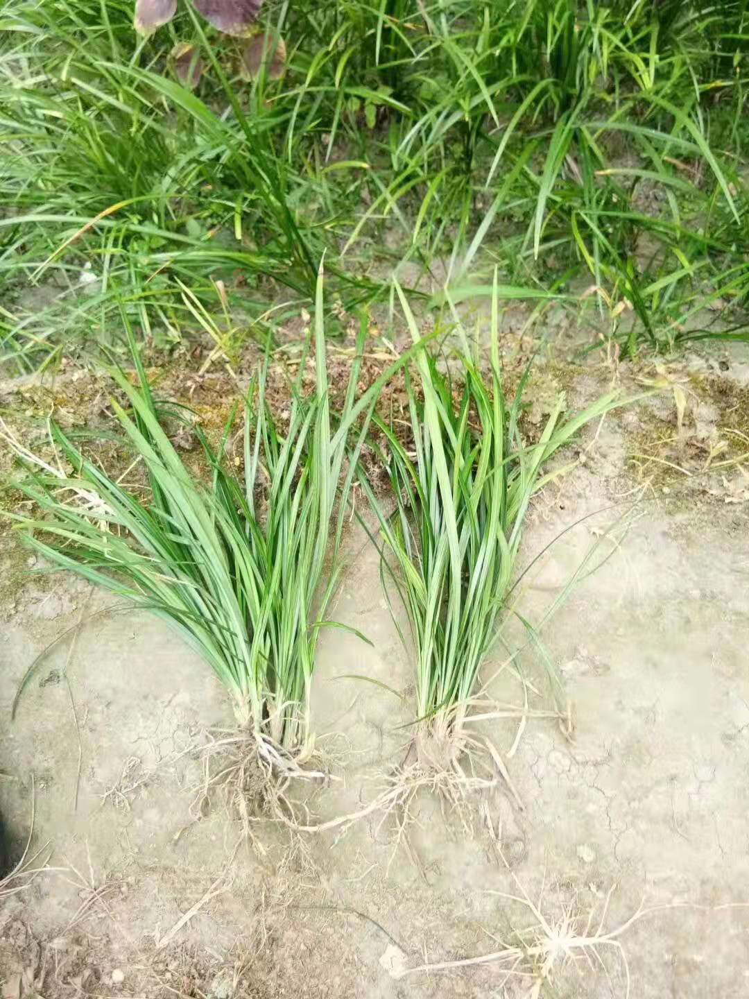 吉祥草富贵草种植批发价格