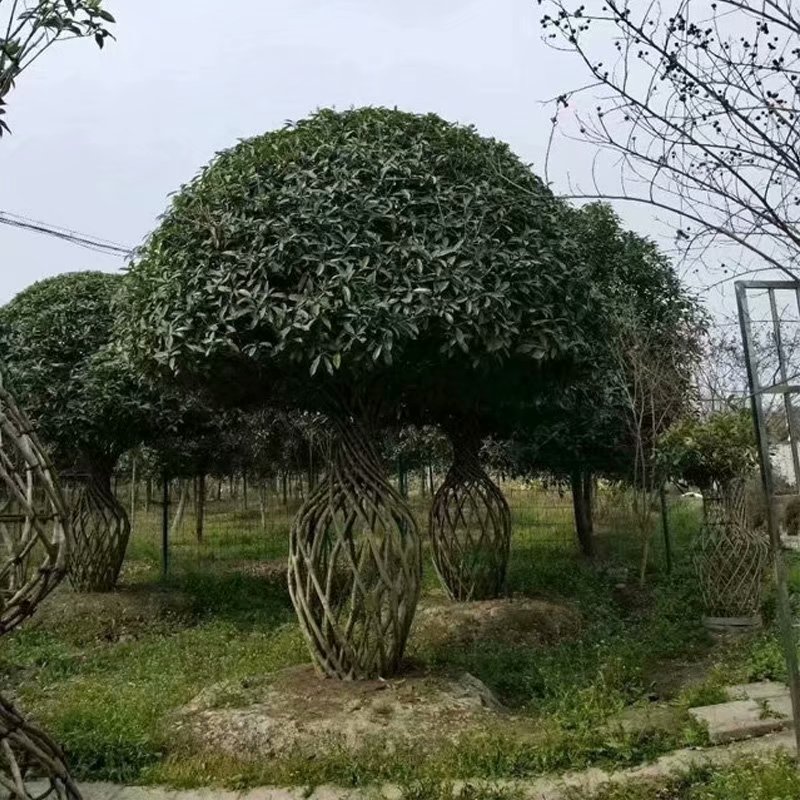 海棠花瓶编织技术 紫薇花瓶图 桂花花瓶 紫薇花瓶批发 造型紫薇 精品紫薇花瓶 紫薇价格图片