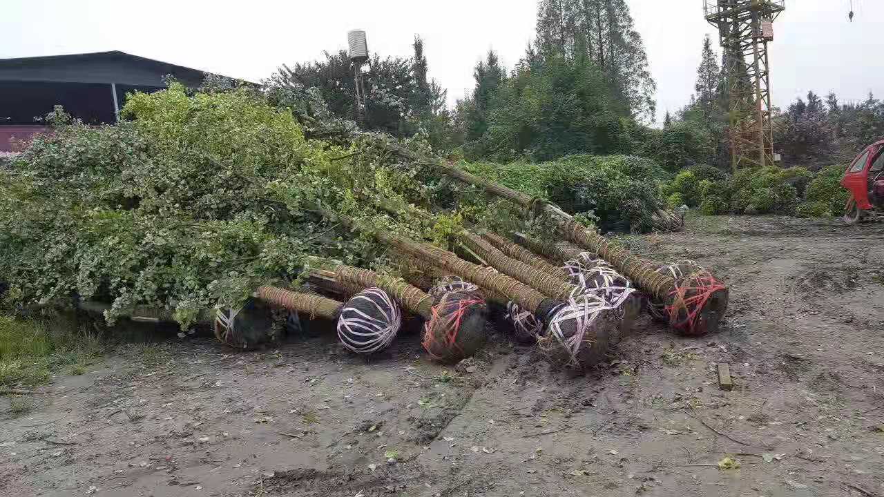 银杏苗木种植基地批发