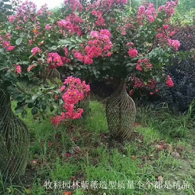 桂花花瓶造型批发基地 紫薇批发价格 苗木造型直销 大型桂花树 海棠花瓶 批发紫薇花瓶 紫薇直销树图片