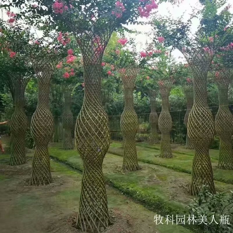 造型紫薇花瓶 绿化苗木 湖南紫薇花瓶 紫薇花瓶造型价格 紫薇花瓶造型基地  成都紫薇花瓶