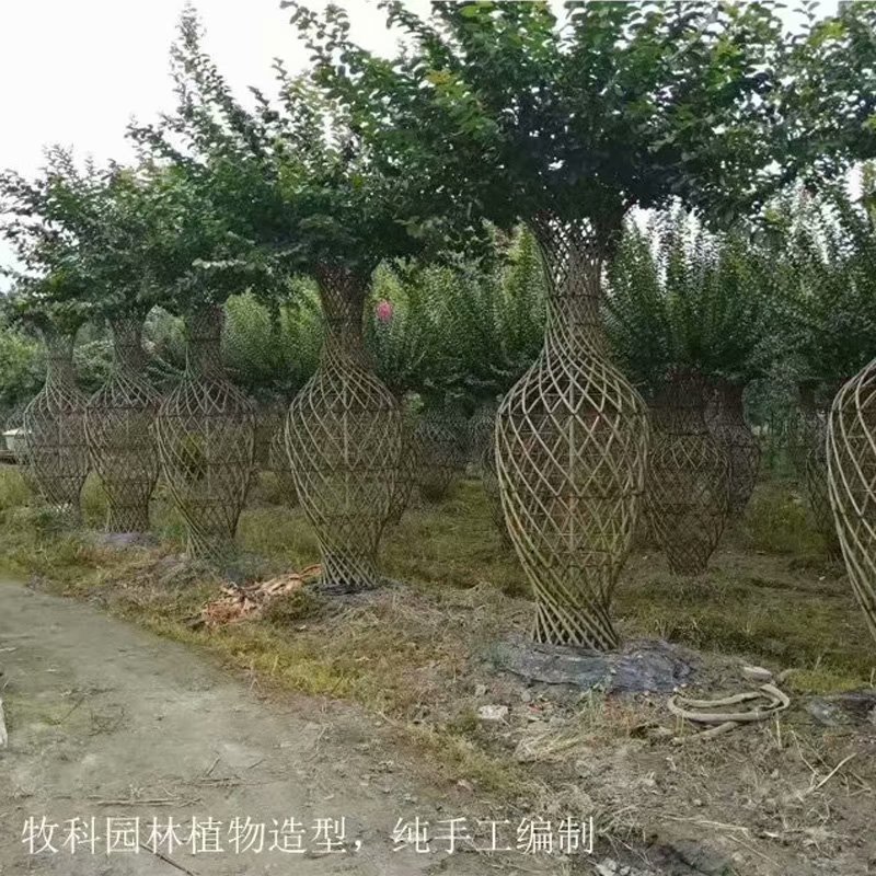 云南紫薇花瓶造型基地