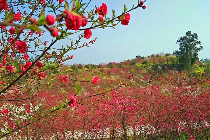 河南台湾牡丹樱花图片