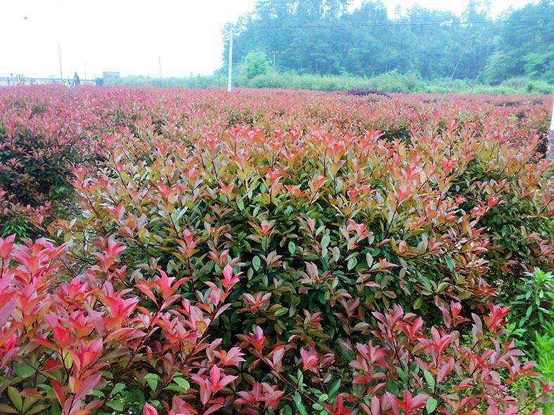 江西红叶石南种植基地、江西红叶石南批发价格【九江华涛园艺有限公司】图片