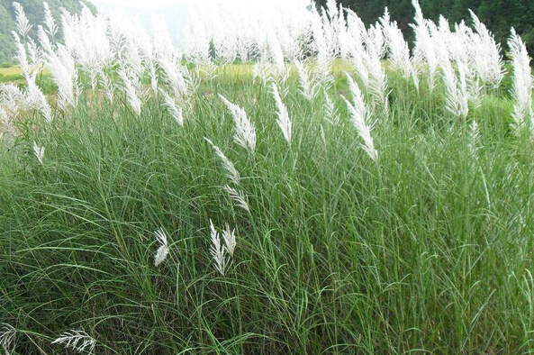 廣東陽江野芒草種子基地-廣東陽江野芒草種子批發(fā)價格【陽江市陽東區(qū)正和園林工程有限公司】