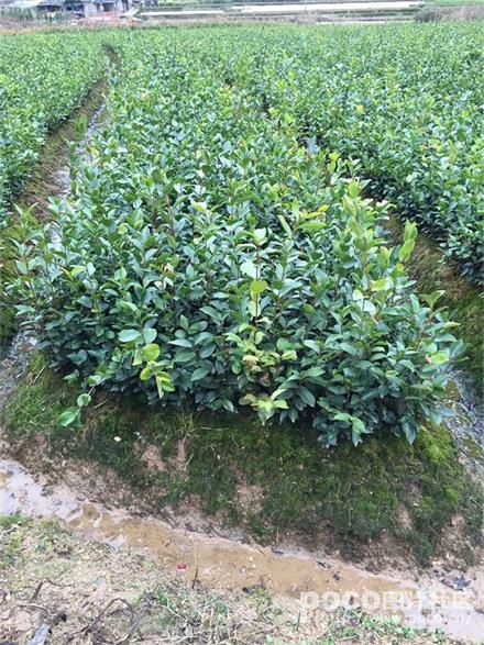 江西油茶实生苗种植基地/油茶实生苗批发价格/油茶实生苗优质供应商图片