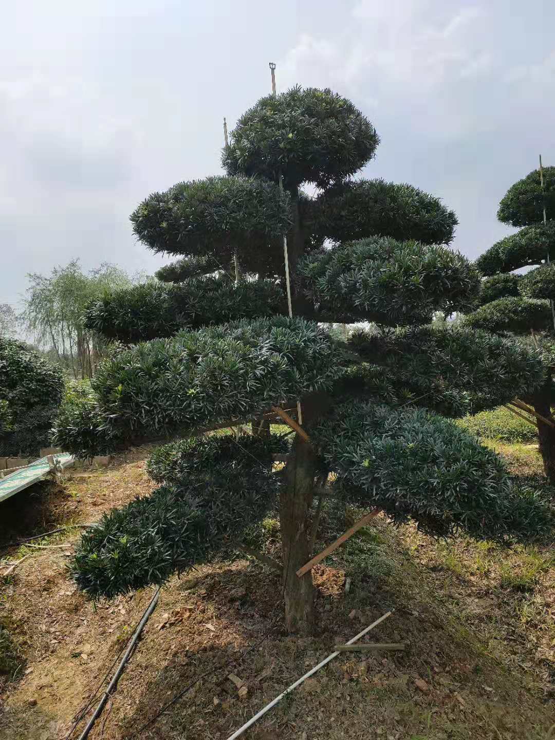 湖南造型罗汉松、种植、批发、价格、供应商(长沙县希望花卉苗木专业合作社)图片