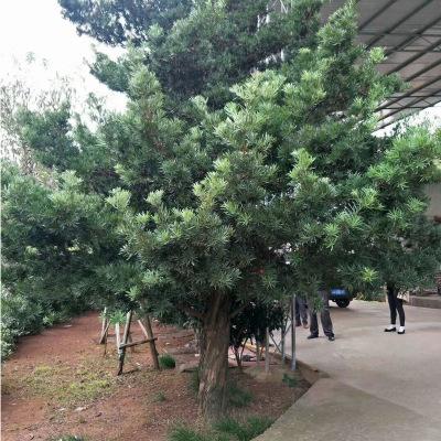 造型罗汉松湖南造型罗汉松种植基地 造型罗汉松销售电话 造型罗汉松批发价格