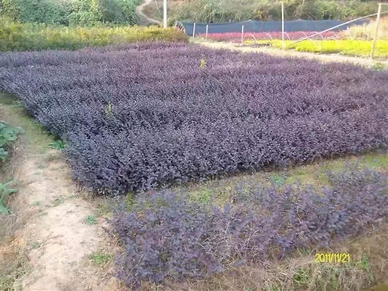 湖南红继木苗批发价格种植基地【长沙市雨花区木林缘苗圃】图片